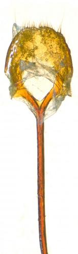 Réf. 252 638 : Otiorhynchus pseudonothus